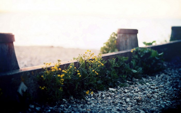 Yellow flowers growing by a concrete barrier on a beach