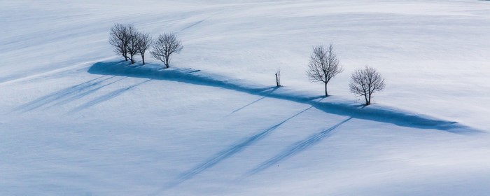 Bare trees casting long shadows on a snowy landscape