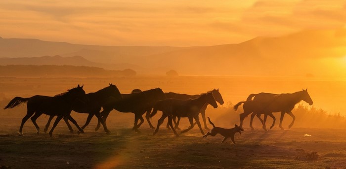 Horses and dog running at sunset in a dusty plain