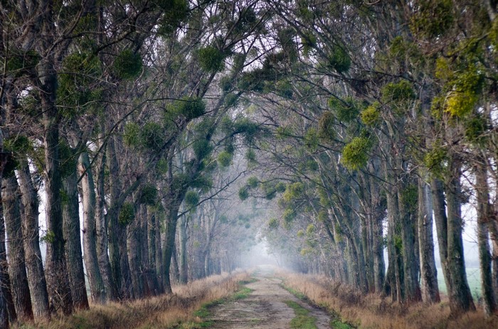 A misty forest road lined with trees covered in mistletoe
