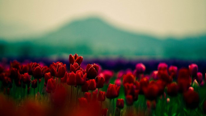 Field of red tulips with a mountain in the background