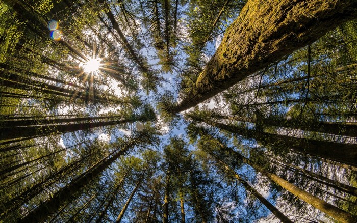 Looking up through tall trees at the sun