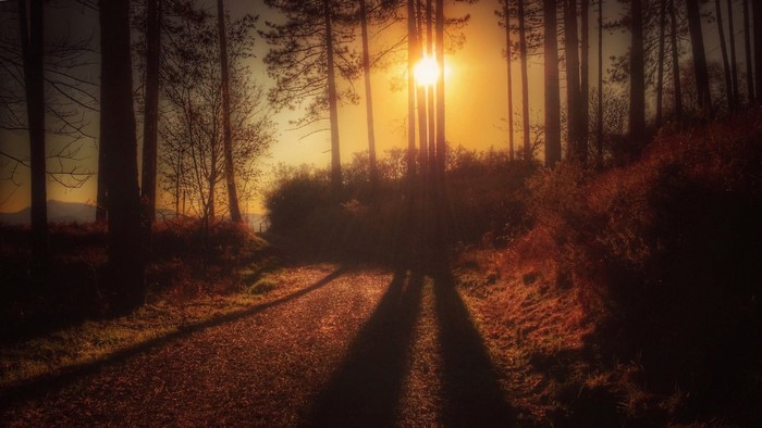 Sunlight filtering through trees in a forest at sunset