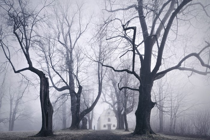Bare trees in fog with a distant house