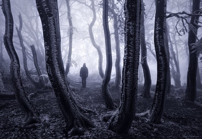 Person walking in a frosty, misty forest in winter