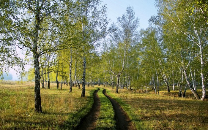 Dirt road through a birch forest in sunlight