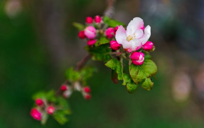 Pink and white apple blossoms on a branch