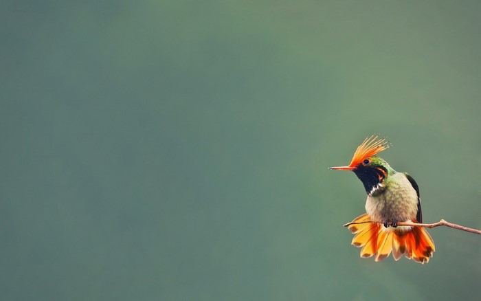 Hummingbird with orange crest perched on a branch