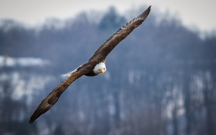 Bald eagle in flight over a winter landscape