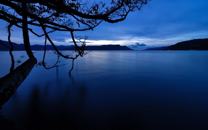Tree branch over a calm lake at dusk