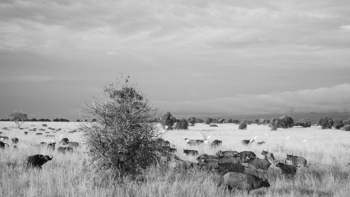 Herd of buffaloes in a grassy savanna with birds