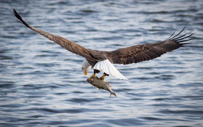 Bald eagle in flight carrying a fish