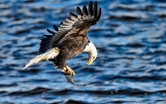 Bald eagle catching a fish in flight