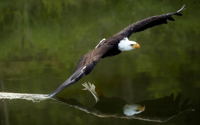 birds, animals, nature, branch, wildlife, bird of prey, eagle, bald ...