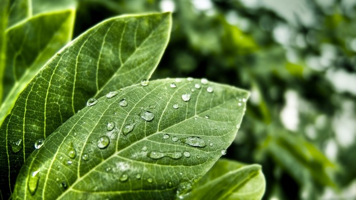 Close-up of green leaves with water drops