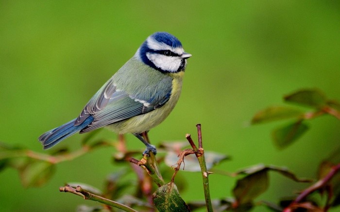 Colorful Titmouse Perched on Branch in Nature