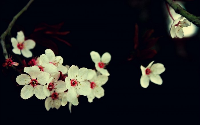 White cherry blossoms with red centers on a dark background
