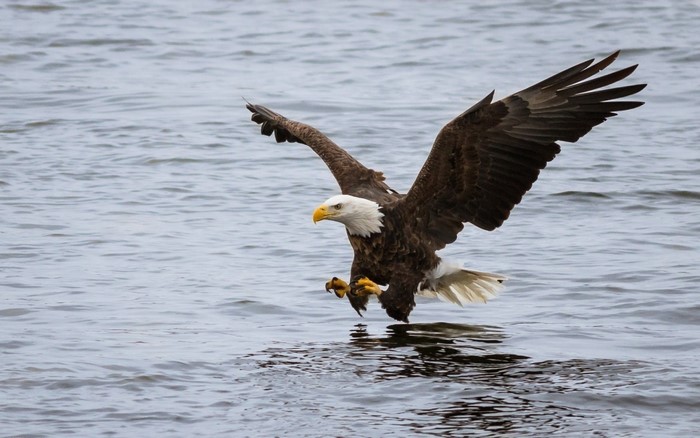 Bald eagle swooping down to water