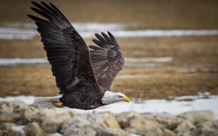 Bald eagle in flight over rocky terrain