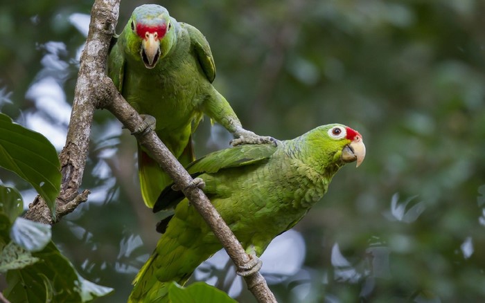 Two green parrots with red markings on a tree branch