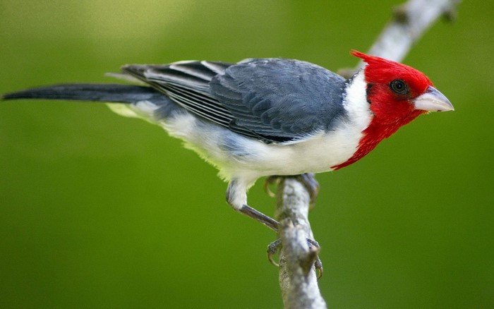 Red-crested cardinal perched on a branch