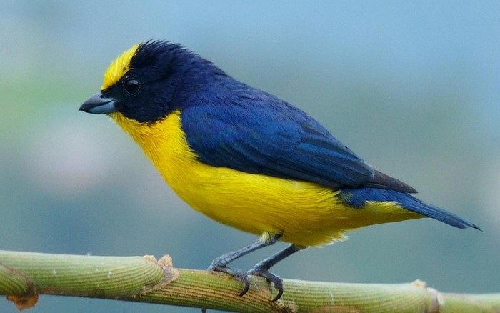 Vibrant Yellow and Blue Perching Bird