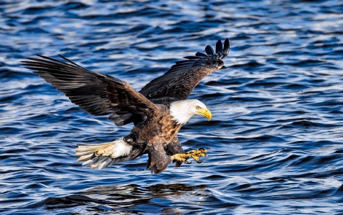 Bald eagle flying over blue water
