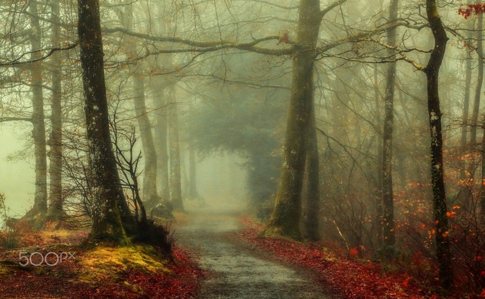 Misty forest path with autumn leaves