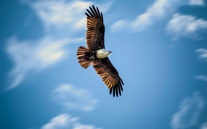 Majestic Bird of Prey Soaring in Blue Sky
