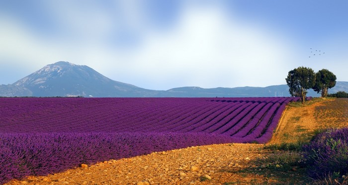 Lavender field with mountains and trees under a blue sky