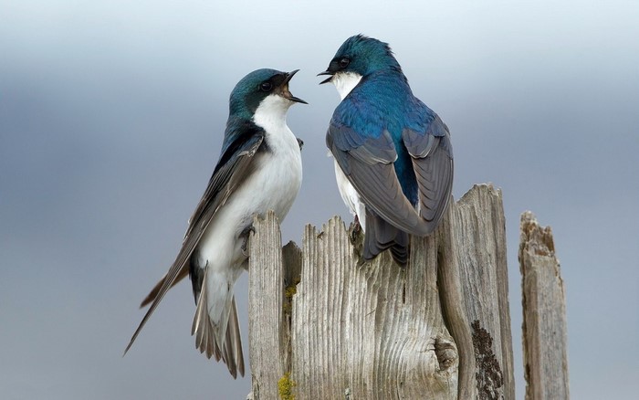 Two tree swallows perched on a wooden fence