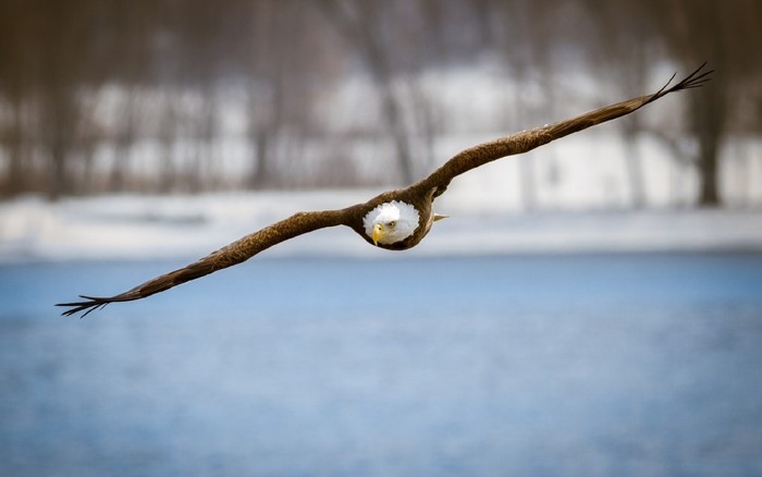 Bald eagle in flight over water in winter