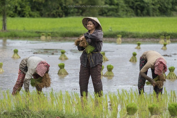 Farmers planting rice in a paddy field