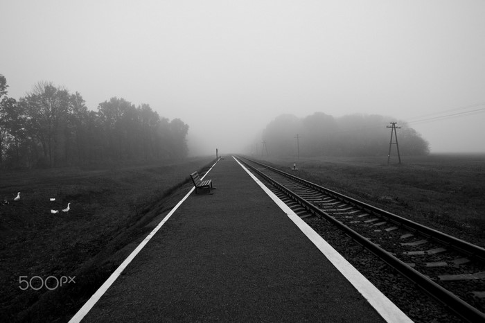 Train tracks in the fog with a bench and ducks