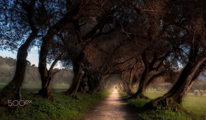 Two people walk down a tree-lined path in the morning