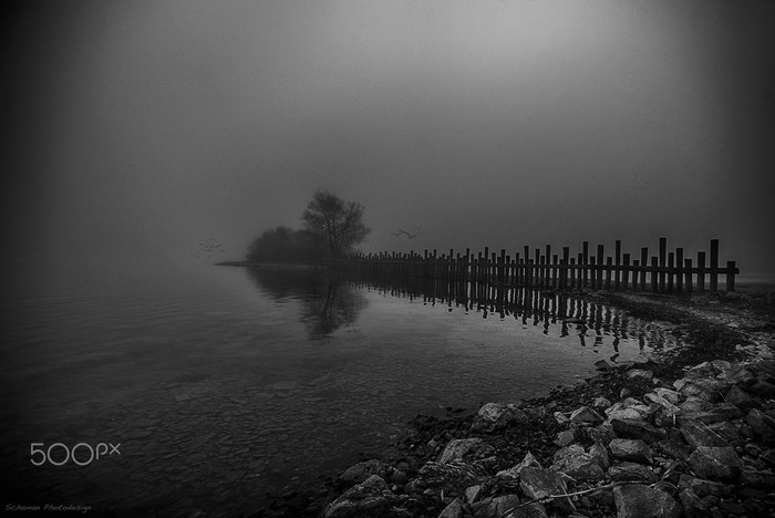 Monochrome misty lake with wooden pier and tree