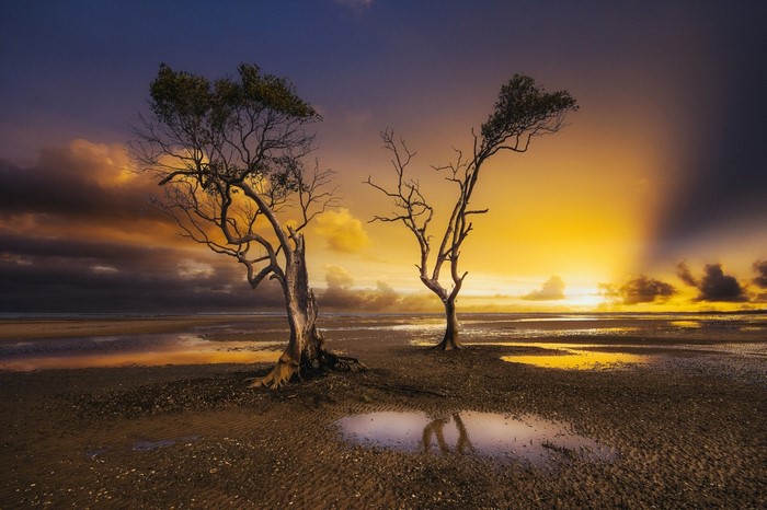 Two trees on a beach at sunset with dramatic clouds