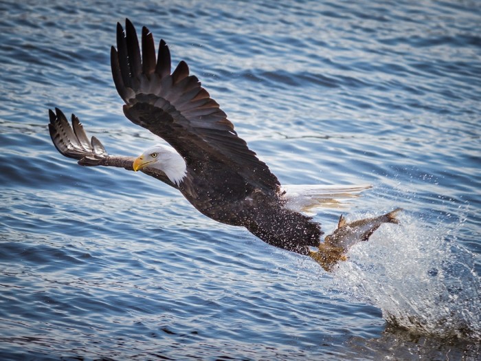Bald eagle catching a fish in the water