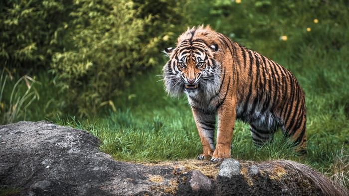 Tiger with bared teeth in a grassy area