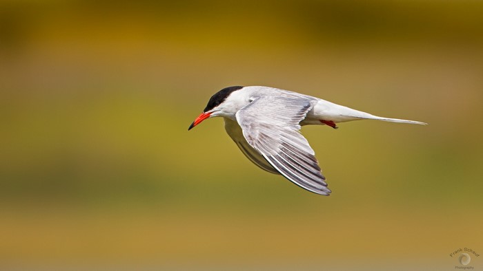 Common Tern in flight with black cap and red beak