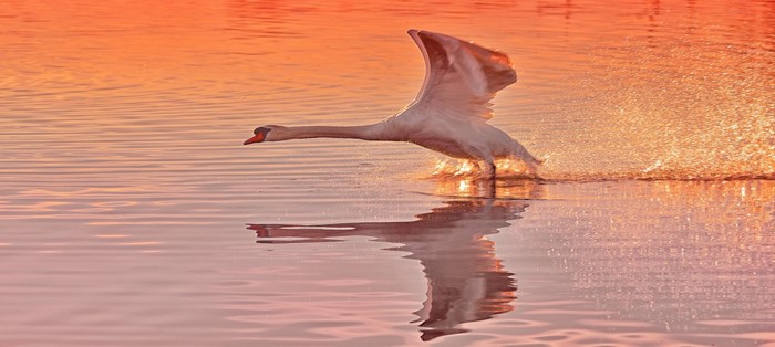 Graceful Swan Taking Off at Sunset