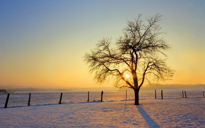 Bare tree in a snowy field at sunset