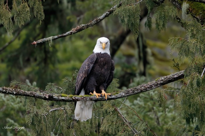 Bald eagle perched on a tree branch in a forest