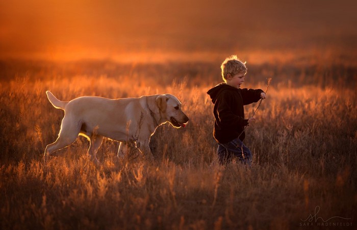 Boy and dog walking in a field at sunset