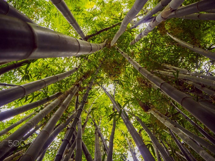Looking up through a dense bamboo forest with sunlight filtering through leaves