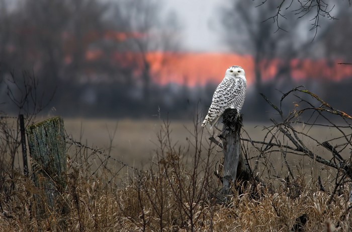 Snowy owl perched on a fence post at sunset