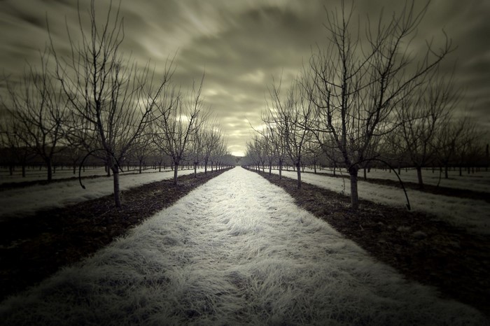 Bare trees in a row with a path in the middle