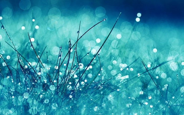 Macro photography of grass with dew drops and bokeh