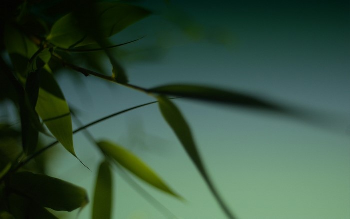 Close up of green bamboo leaves with shallow depth of field