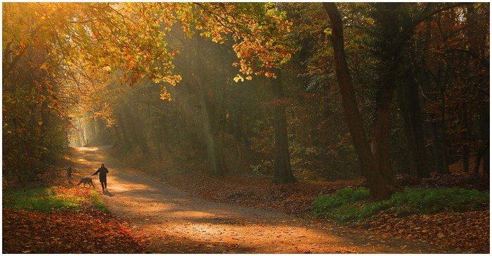 Person walking a dog on a path in an autumn forest